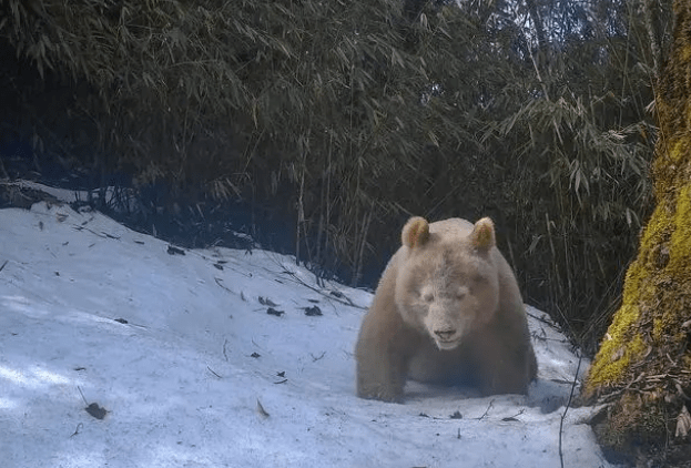 皇冠足球平台代理_你好西安 | 暴雨蓝色预警 / 永久关闭皇冠足球平台代理!