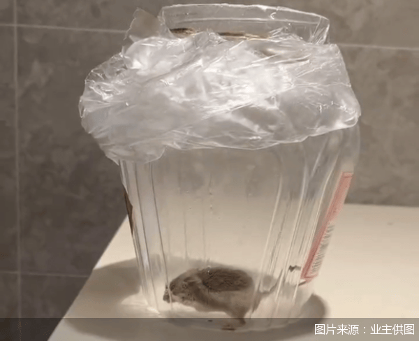 皇冠信用網申请条件_老鼠乱窜、直饮水发黄皇冠信用網申请条件,北京业主千万元买的和锦诚园居然是这样